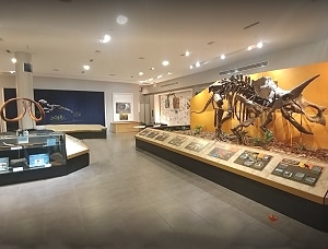 palm beach museum of natural history - west palm beach attractions