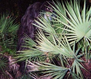 Myakka Skunk Ape